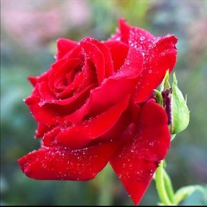 Meet your Posher, Rosa